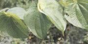 Dioscorea hypoglauca Palib